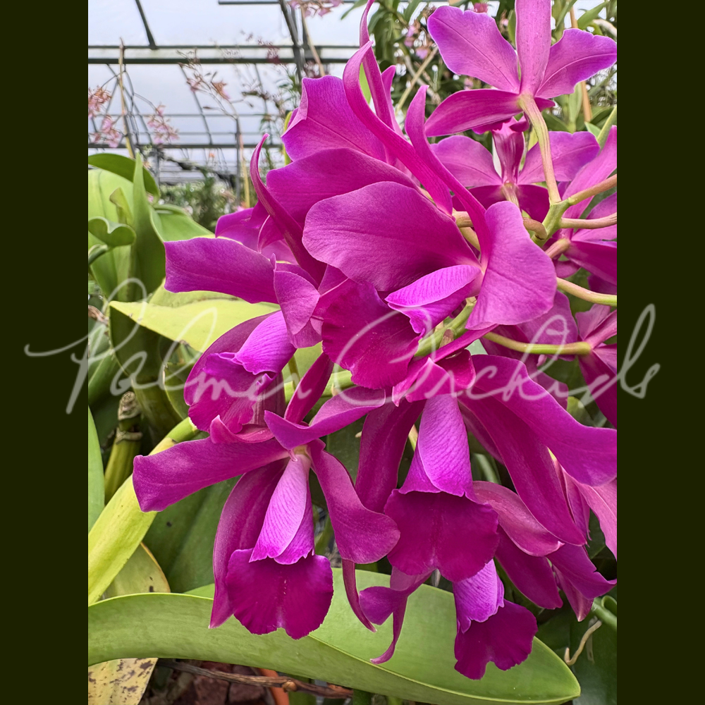 Ctt. Bactia 'Grape Wax' — Palmer Orchids